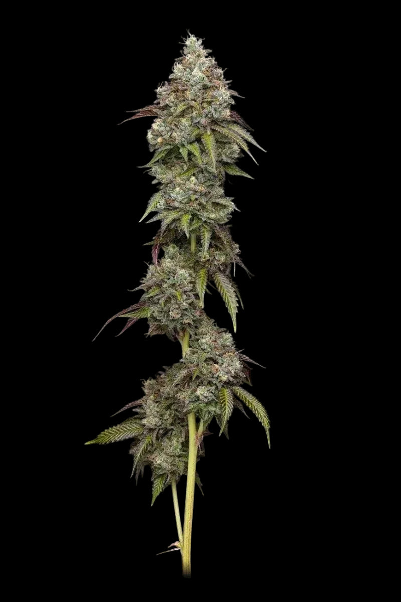 Humboldt Seed Company Vanilla Frosting