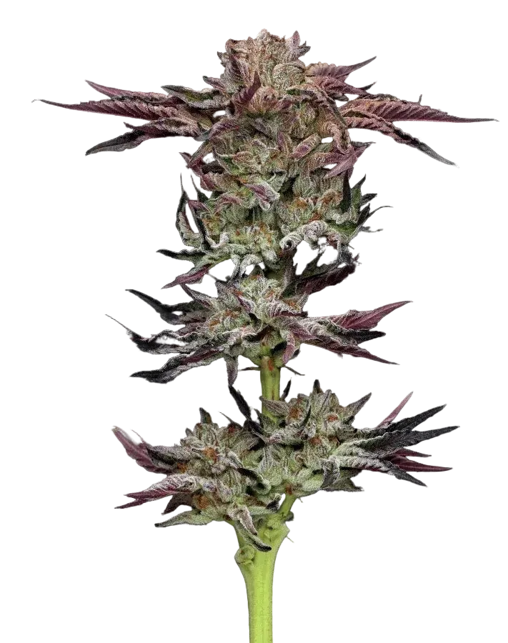 Jelly Donutz Cannabis Samen