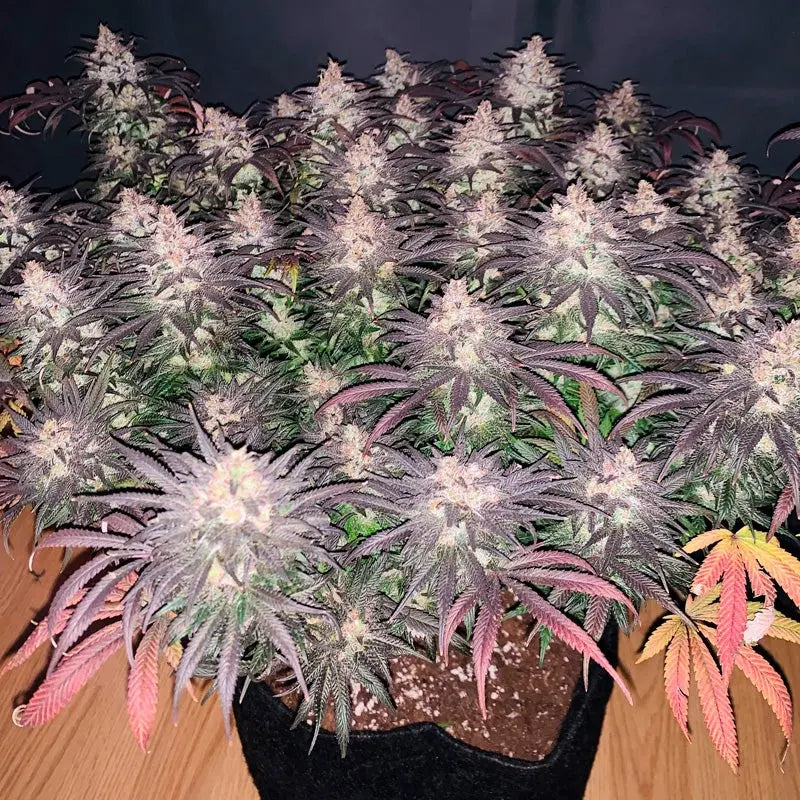 LA Vanilla Cake Cannabisblüte, harzige Buds (Silent Seeds)