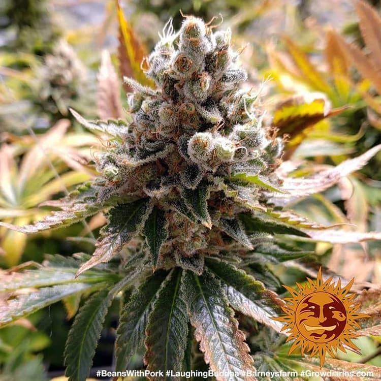 Laughing Buddha Sativa-Blüte mit langen Colas und tropisch-fruchtigem Aromaprofil