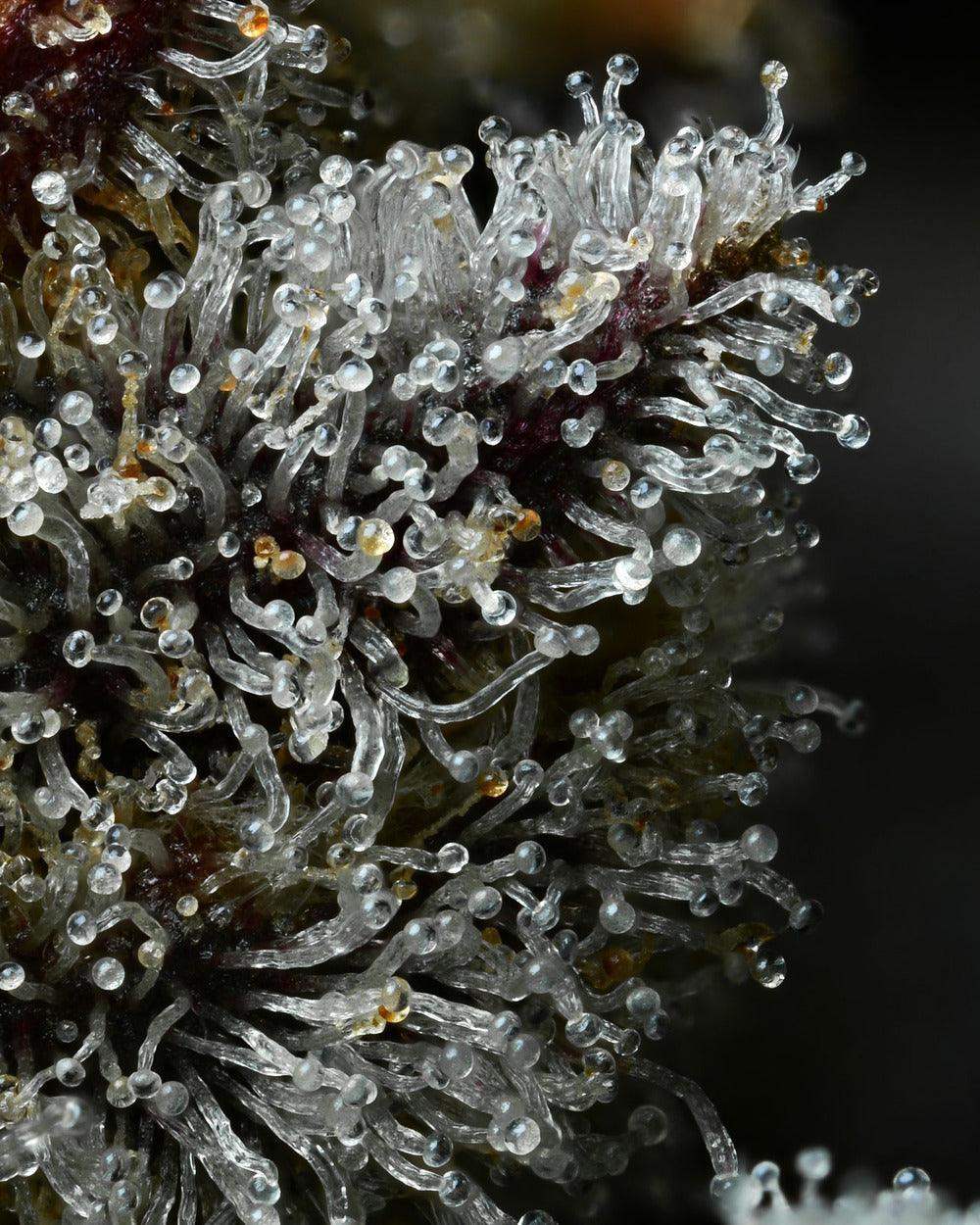 dichte Trichome (Makroaufnahme)