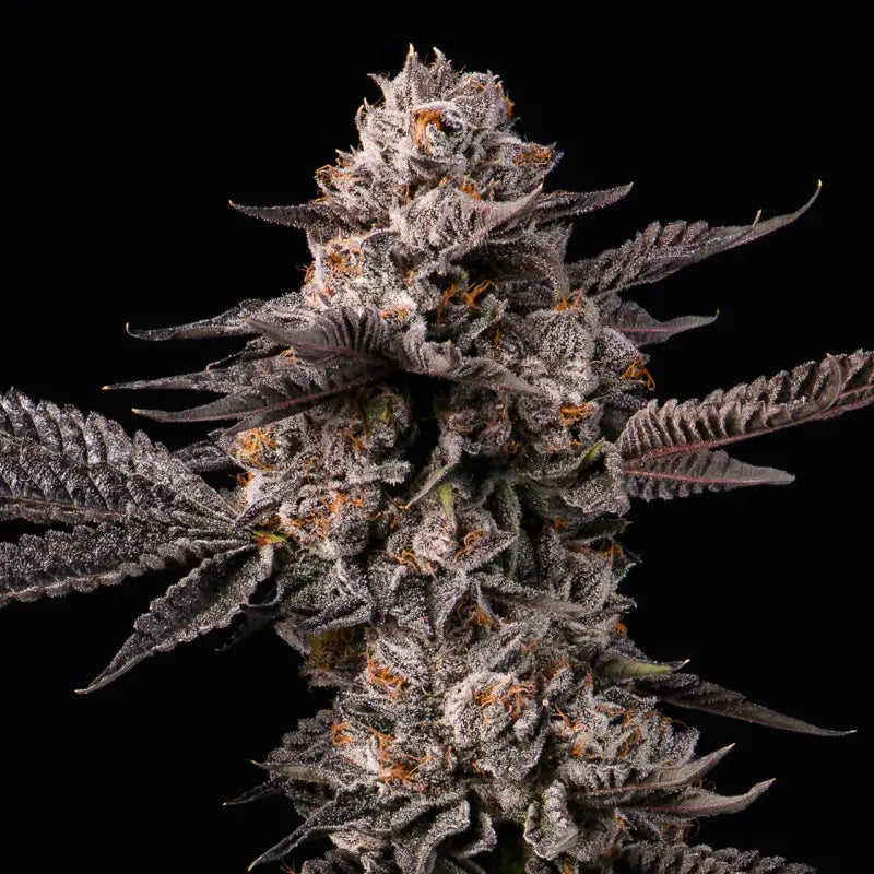 Lemon Cherry Gelato x Berniehana Butter von Cookies, feminisierte Cannabissamen: dicht trichombedeckte, violett-silbrige Blüte mit orangen Stempeln.