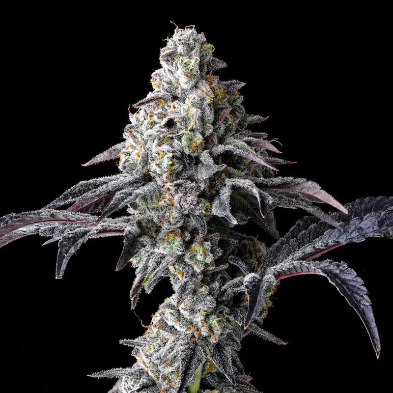 Lemon Cherry Gelato x Triple Scoop von Cookies, feminisierte Cannabissamen: hohe, silbrig befrostete Blüte mit violett getönten Blättern.
