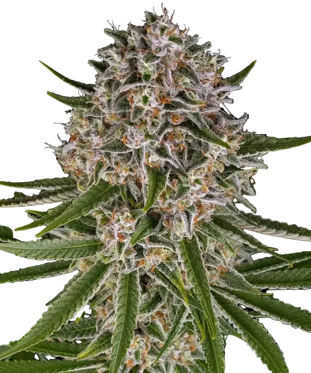 Lemon Haze Auto Blüte mit hellgrünen, harzreichen Buds und Zitrus-Haze-Profil