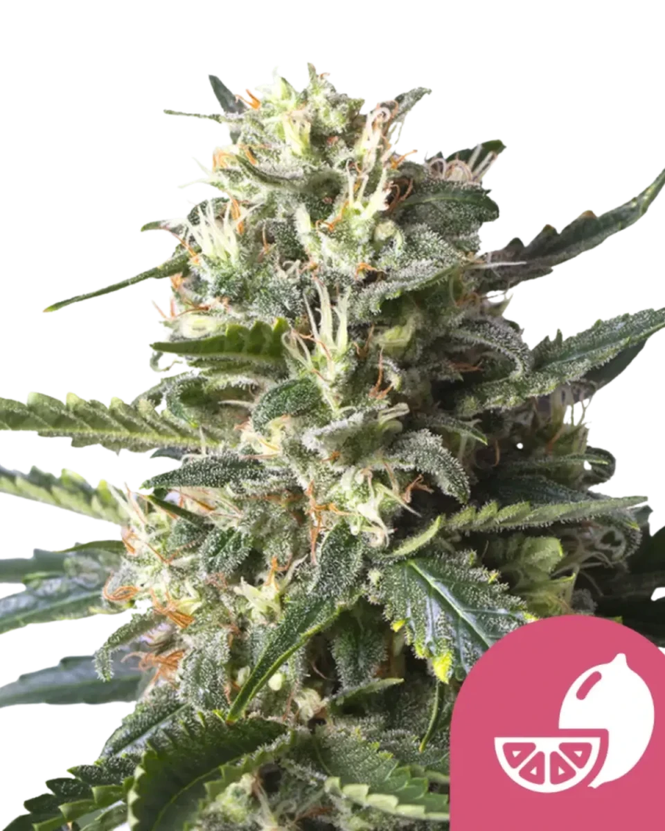 Lemon Shining Silver Haze