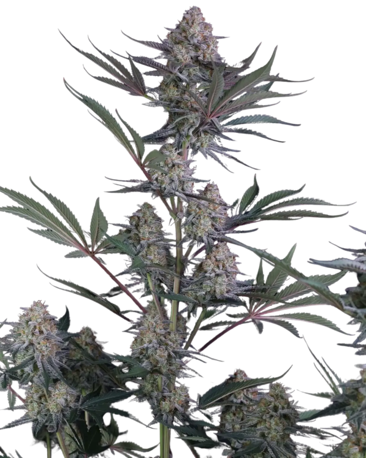 Lemon Tree Auto Cannabis Samen