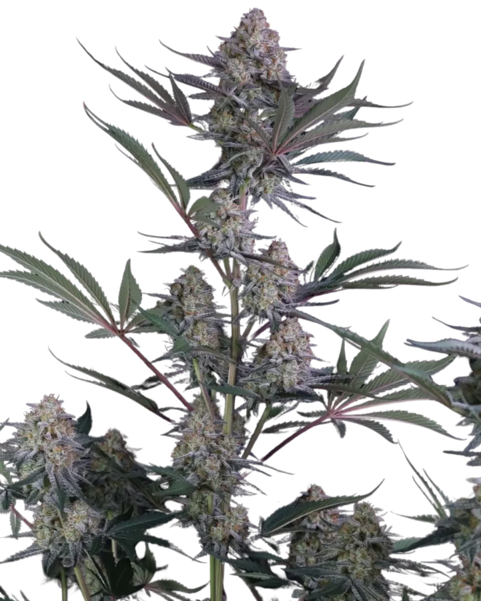 Lemon Tree Auto Cannabis Samen