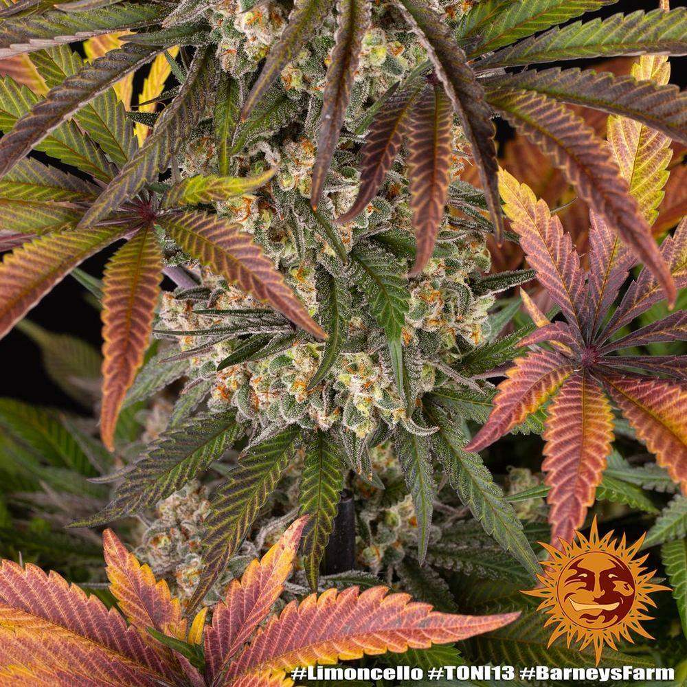 Limoncello Cannabis Samen von Barneys Farm