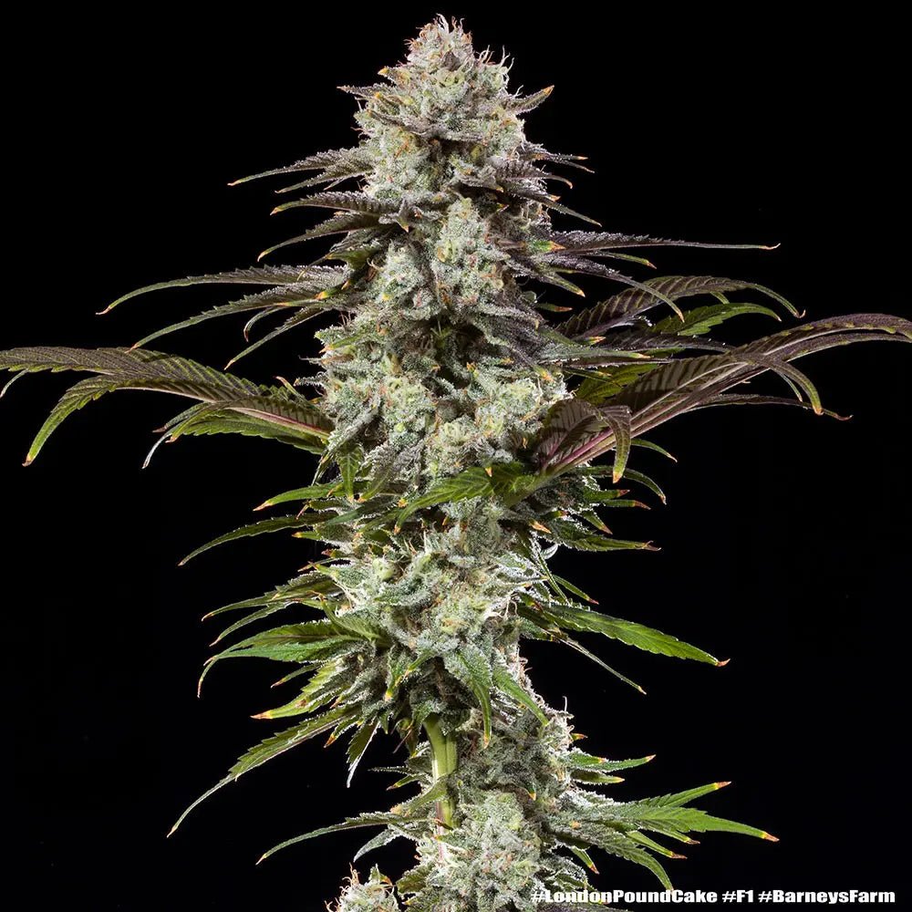 London Pound Cake F1