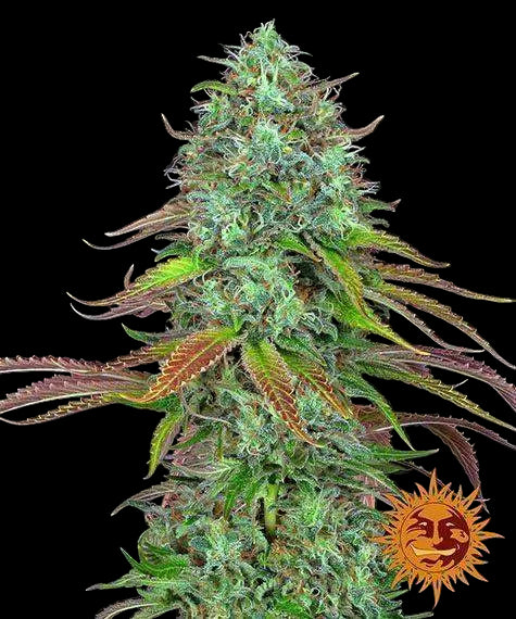 LSD Auto Blüte mit dichter Trichom-Schicht und kompaktem Aufbau