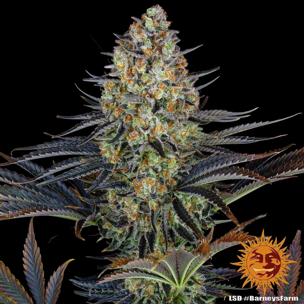 erntereife Blüte (Nahaufnahme) von LSD