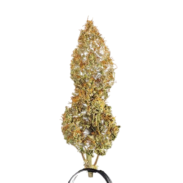 medusa-f1-cannabis-samen