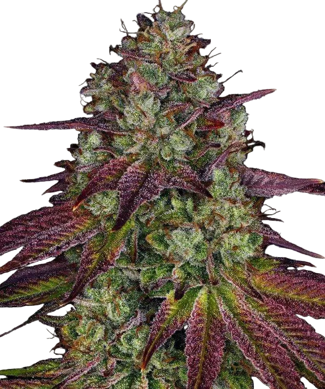 Mimosa Evo feminisierte Cannabis Samen, Barneys Farm