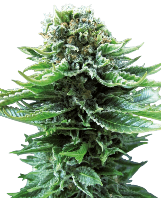 northern-light-automatic-cannabis-samen