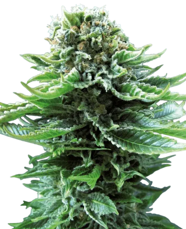 northern-light-automatic-cannabis-samen