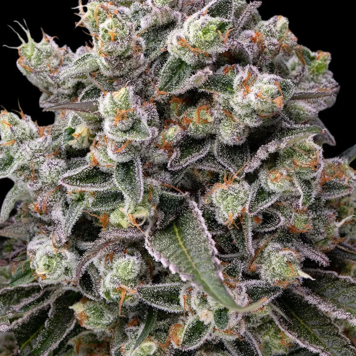 OG Kush von Barneys Farm, feminisiert