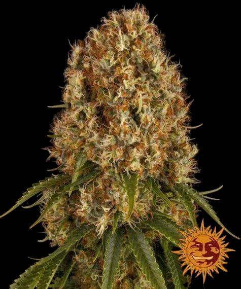 barneys-farm-orange-sherbet