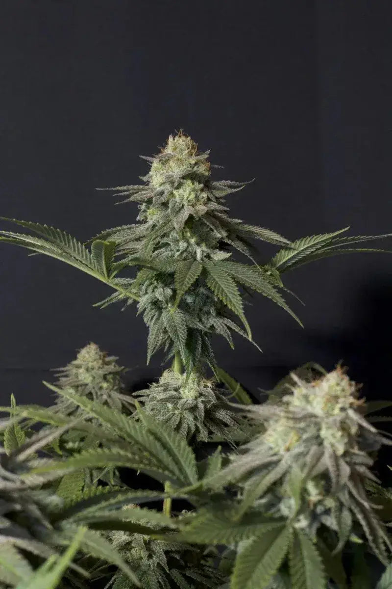 Cannabis Samen Orange Sherbet Fast Flowering