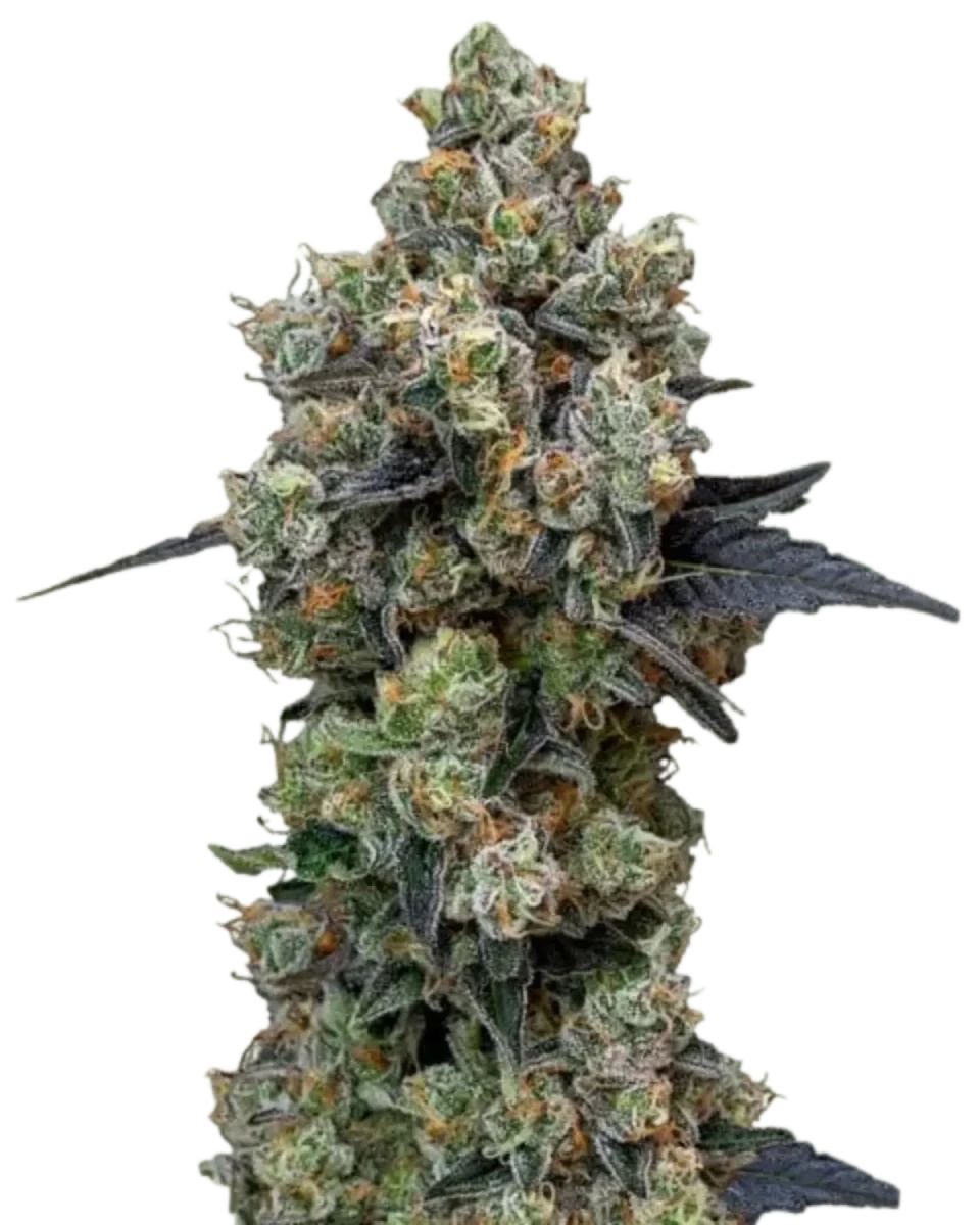 Orbital Banana F1 von Royal Queen Seeds