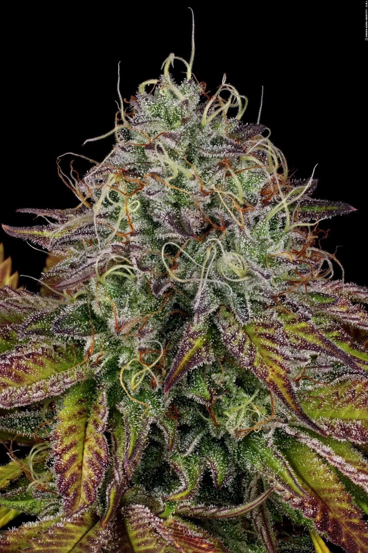 apricot-candy-von-paradise-seeds
