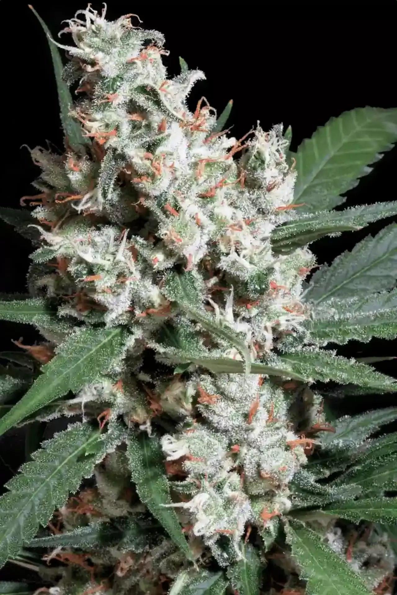 la-amnesia-paradise-seeds