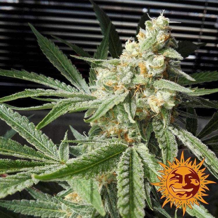 harzige Pineapple Chunk Blüte