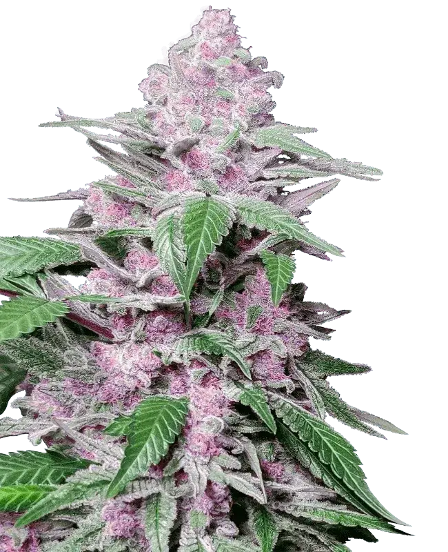 purple-cookie-kush-sensi-seeds