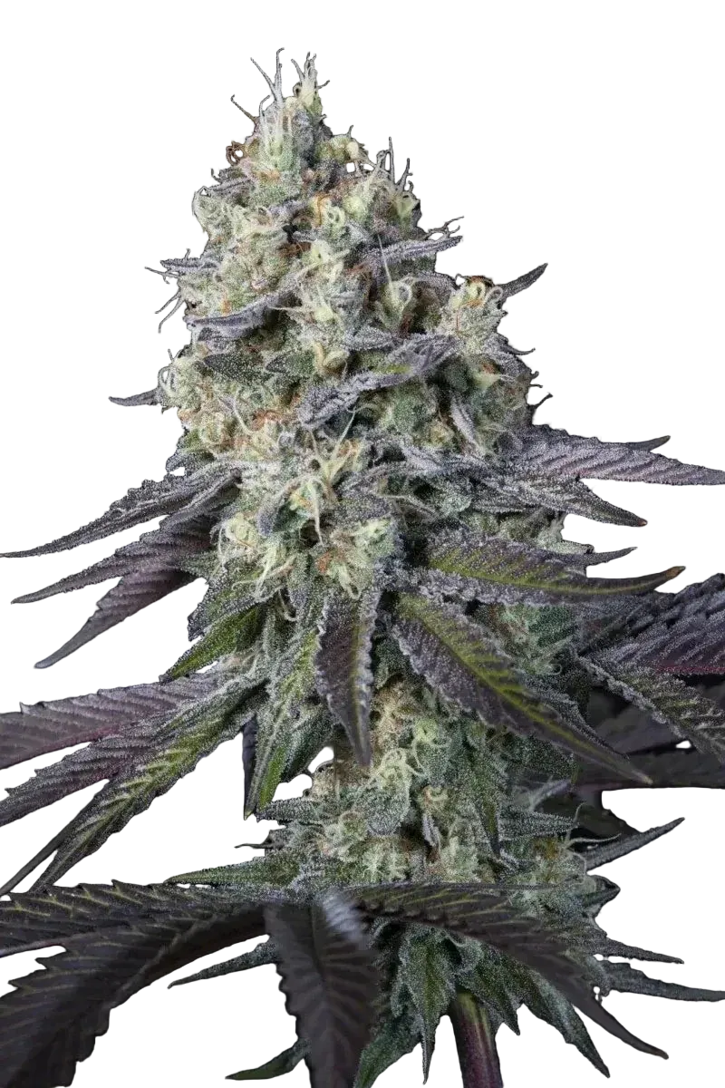 paradise-seeds-purple-mints