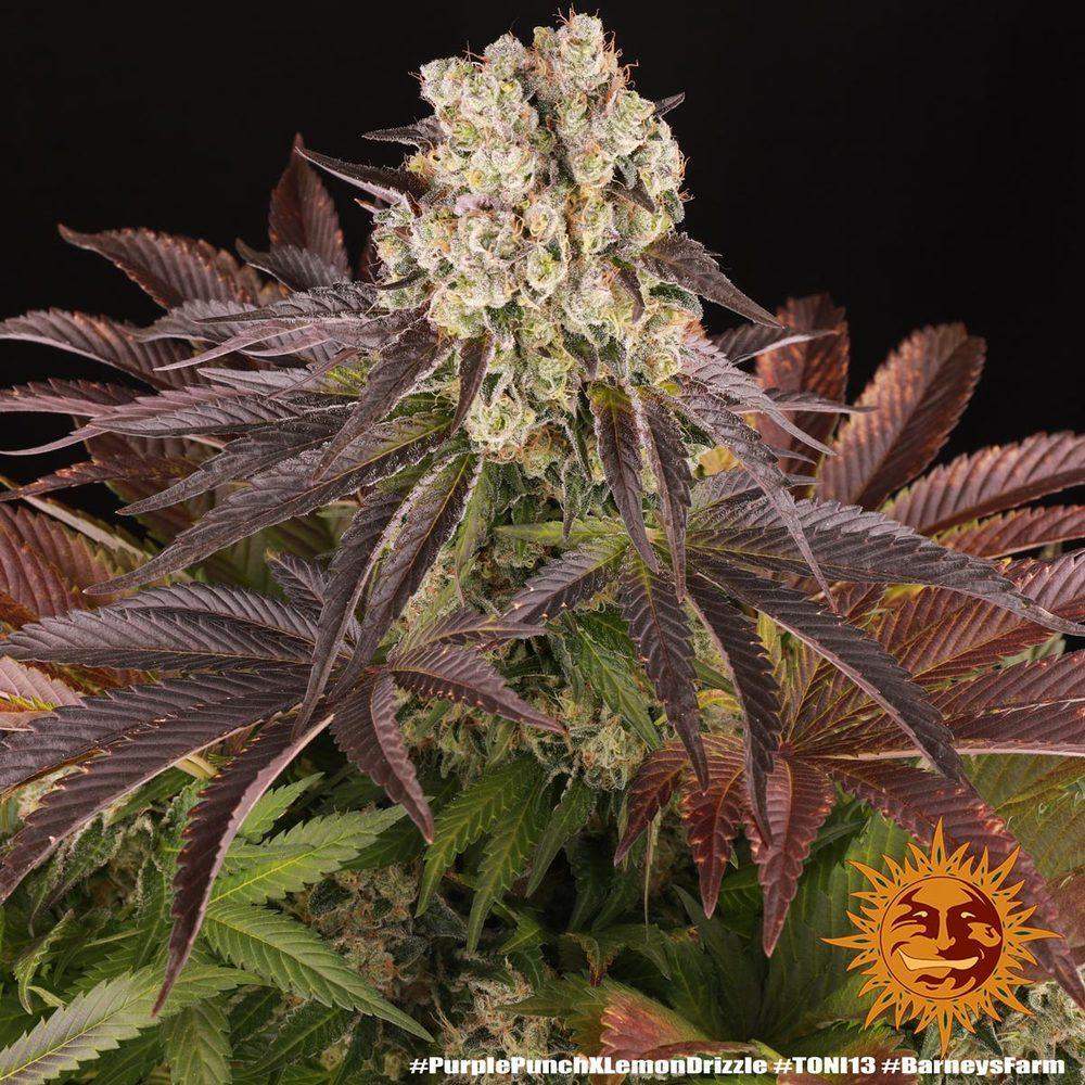 reife Blüte von Purple Punch x Lemon Drizzle