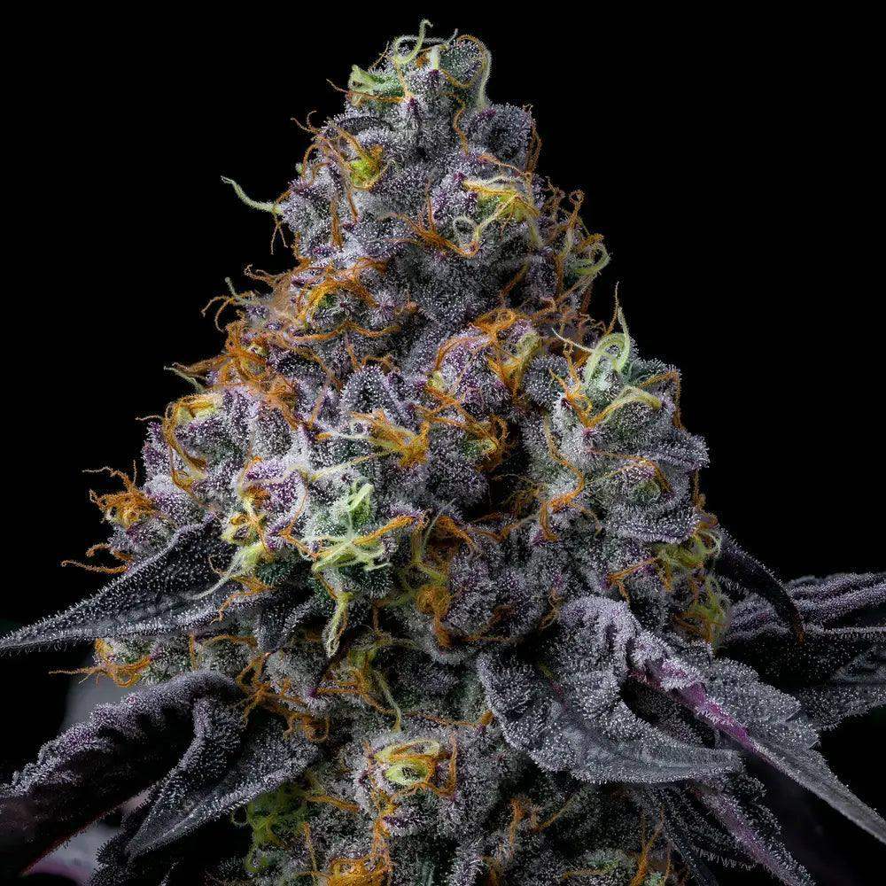 Rainbow Sherbet reife Blüte mit einer dicken Schicht Harz und violetten Farben