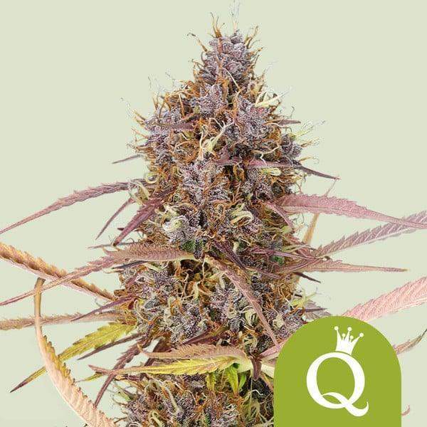purple-queen-auto