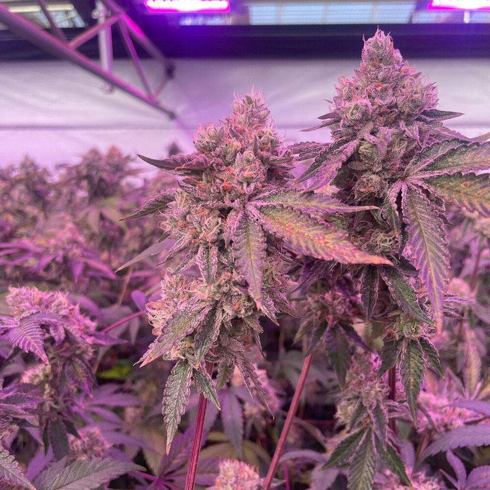 RS11 Banana OG feminisierte Samen