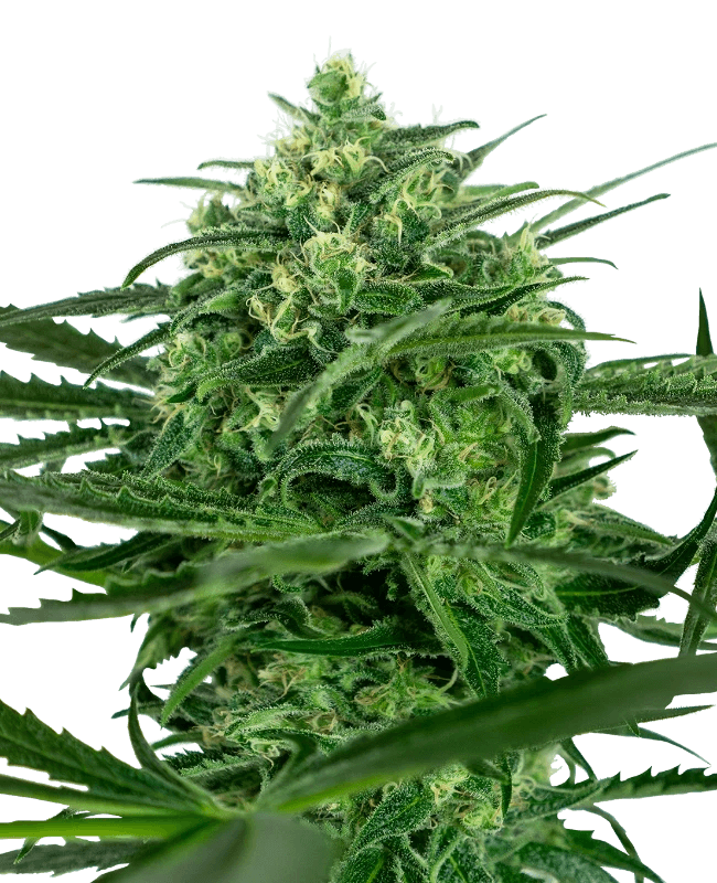 sensi-amnesia-sensi-seeds
