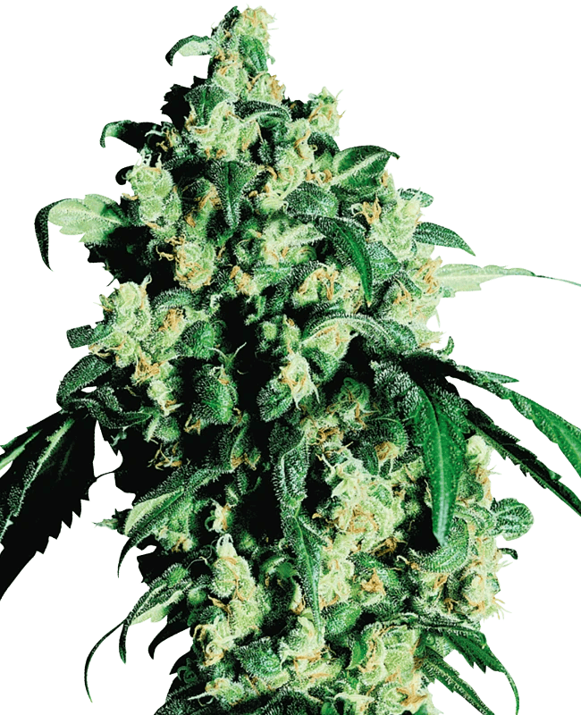 sensi-seeds-super-skunk