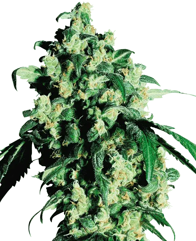 sensi-seeds-super-skunk
