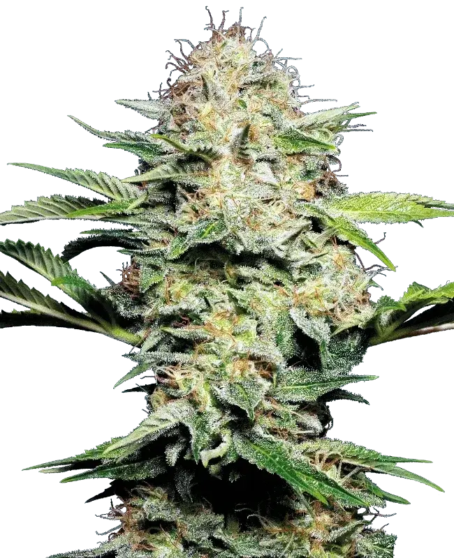sensi-skunk-automatic
