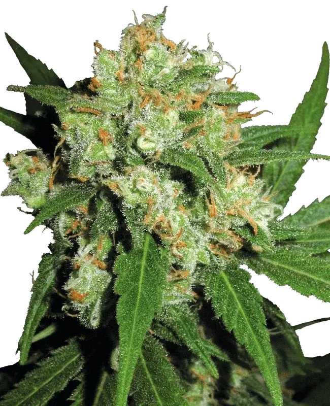 sensi-skunk-2