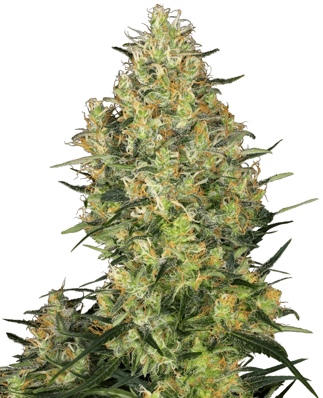 shiva-skunk-sensi-seeds
