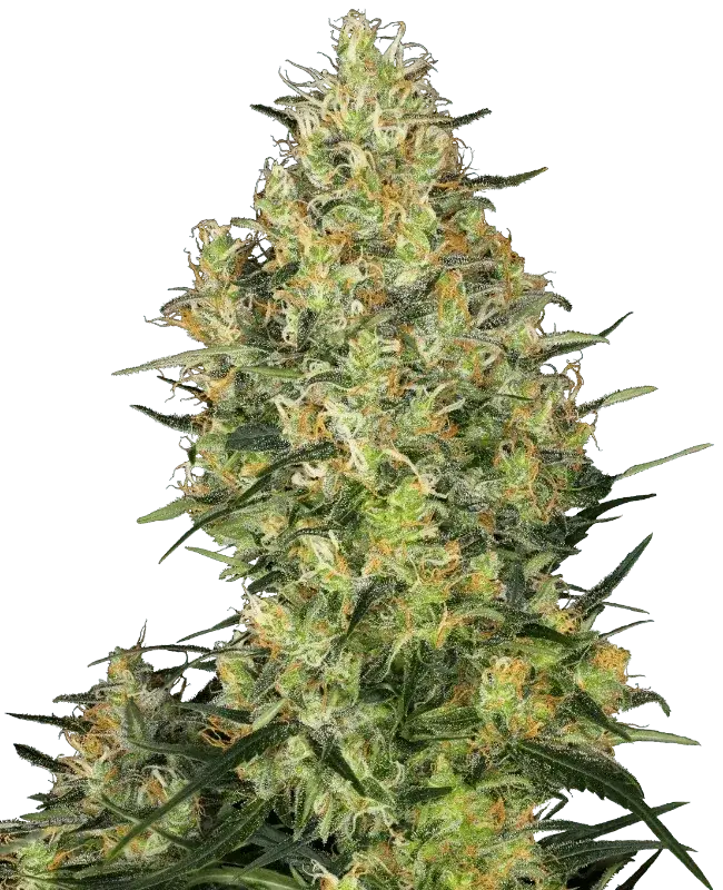 shiva-skunk-sensi-seeds