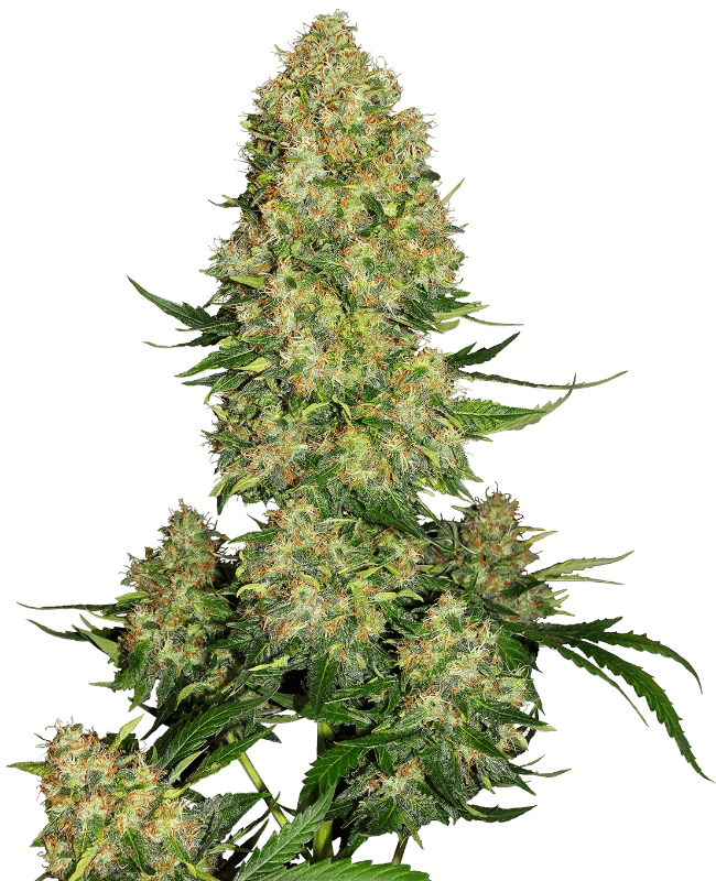 sensi-skunk-autoflower