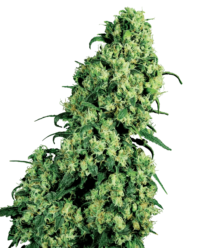 sensi-seeds-skunk-1-feminisiert