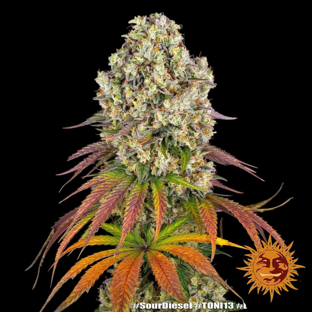 sour-diesel-cannabis-samen