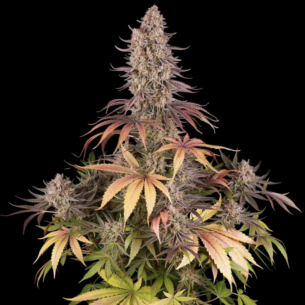 Sour Strawberry erntereife Pflanze