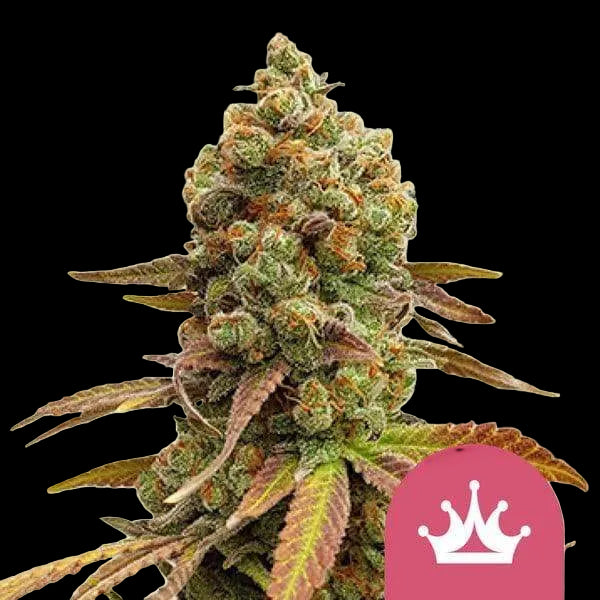 RQS Special Queen 1