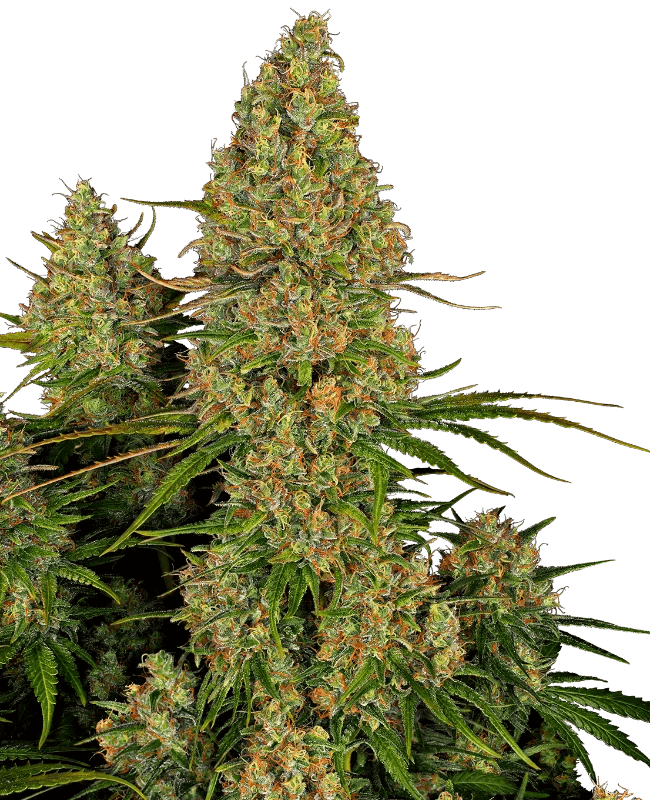 sensi-seeds-sticky-orange-xxl-auto