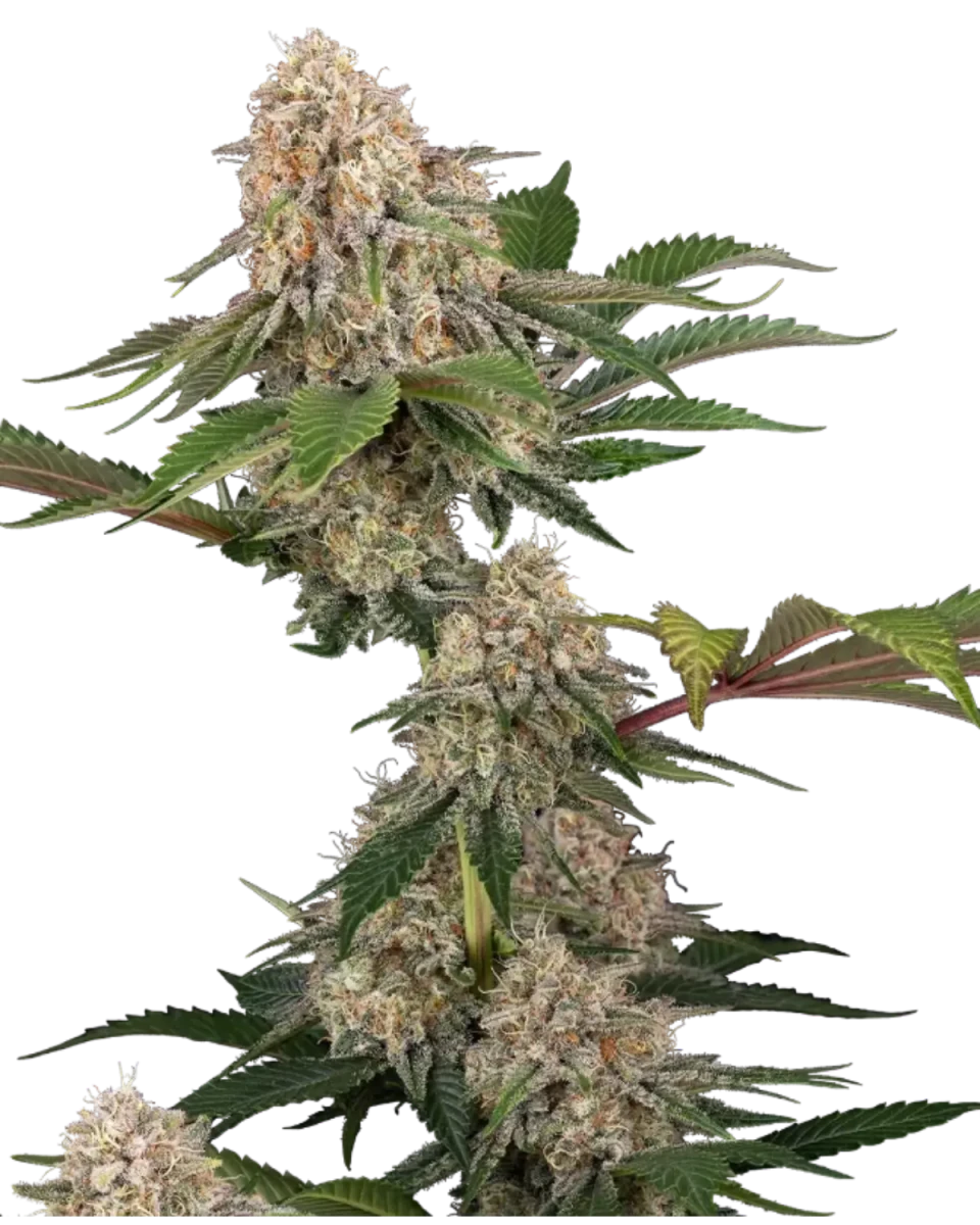 Sticky Berry Mints XXL Cannabispflanze mit mehreren dichten, frostigen Blüten am Haupttrieb