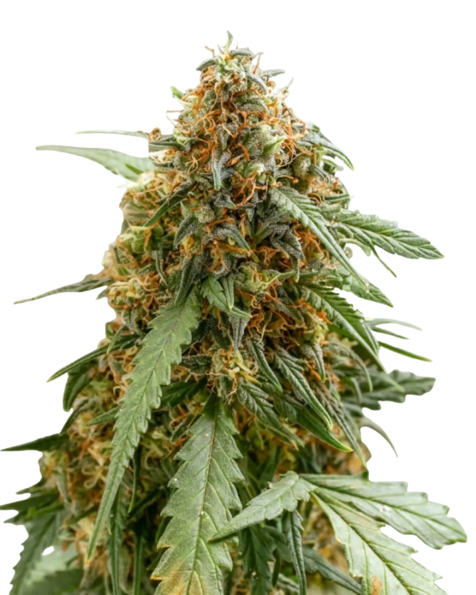 Sticky Queen Automatic Cannabis Samen