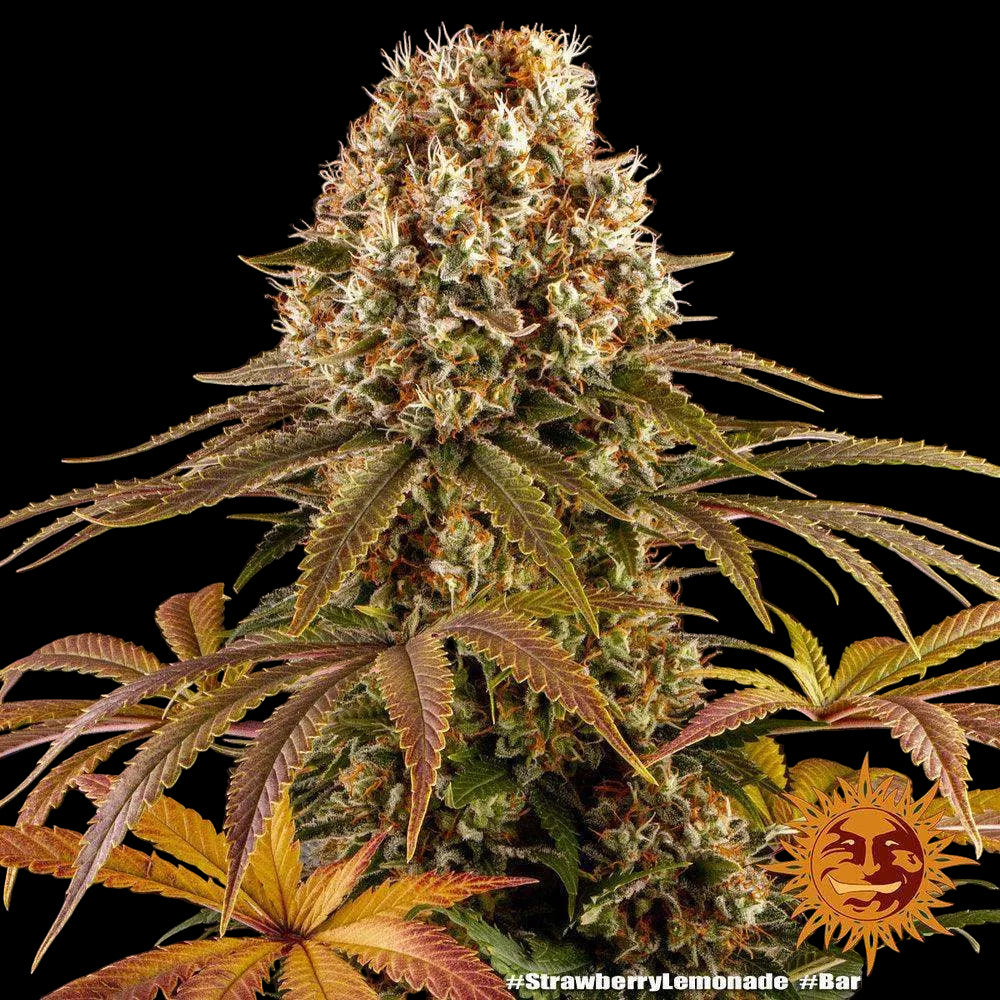 Strawberry Lemonade Cannabis Samen