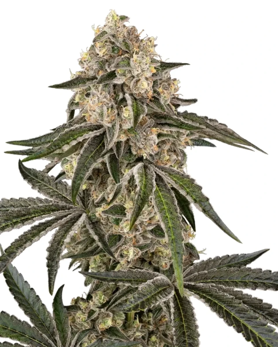 Sunset Peach Cannabisblüte, kompakter harziger Bud zwischen dunkelgrünen Blättern