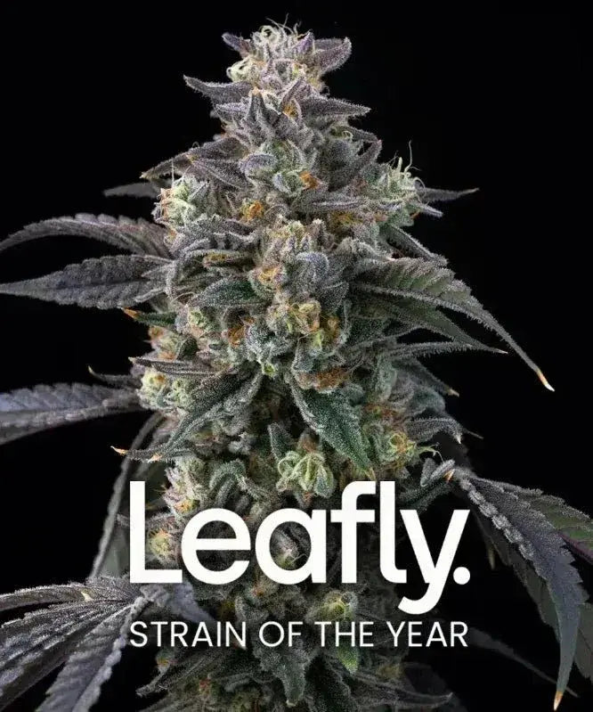 Super Boof Cannabis Samen kaufen von Barneys Farm